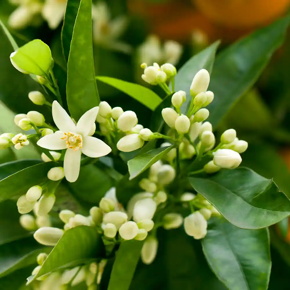 Orangenblüte