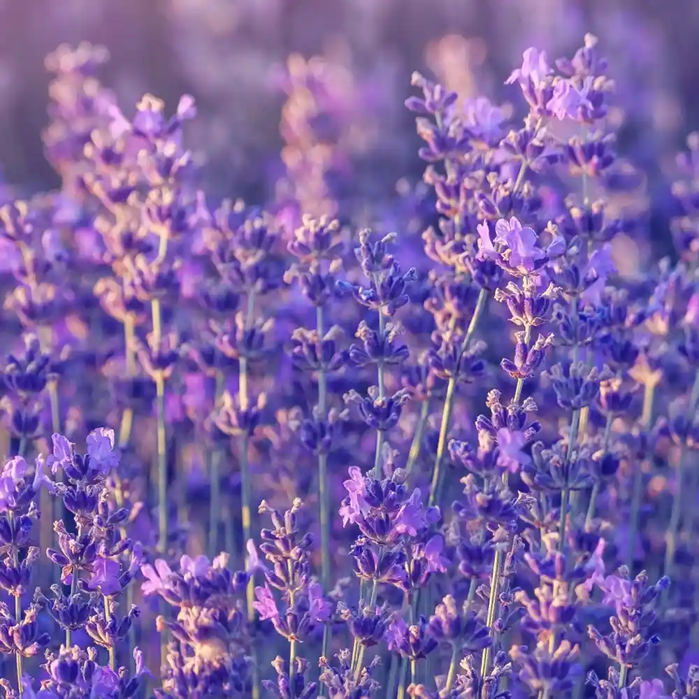 Lavendel